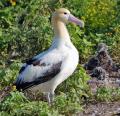 big belospinnyy-albatros (onbird.ru).jpg